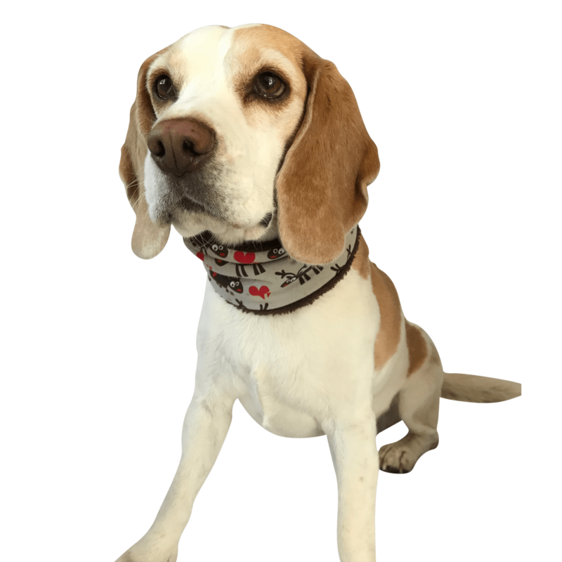 halssockebeagle halssockebeagle